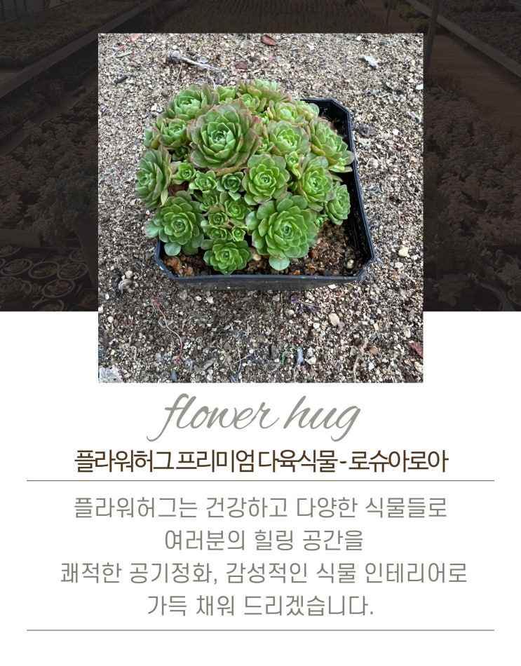  프리미엄 다육이 로슈아로아 묵은둥이