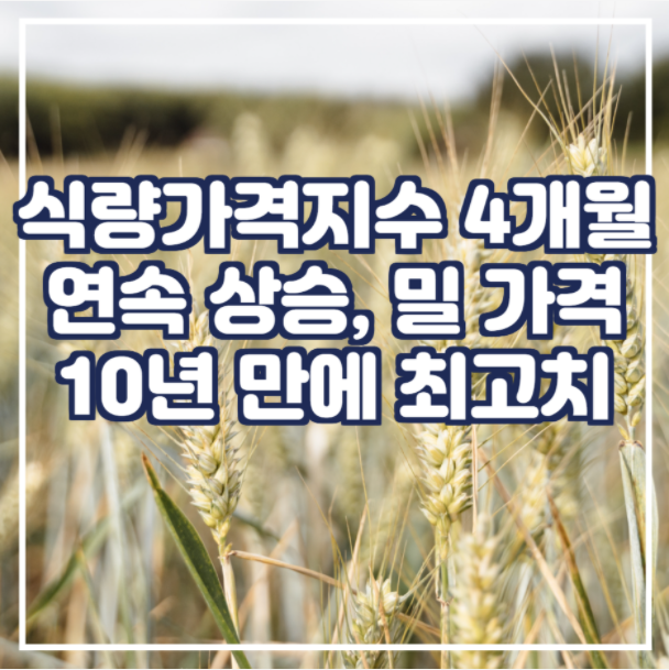  식량 가격 지수가 4개월 연속 상승 / 국제 밀 10년 만에 최고치로 상승