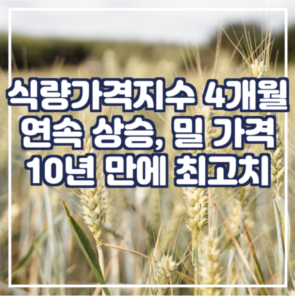 식량 가격 지수가 4개월 연속 상승 / 국제 밀 10년 만에 최고치로 상승