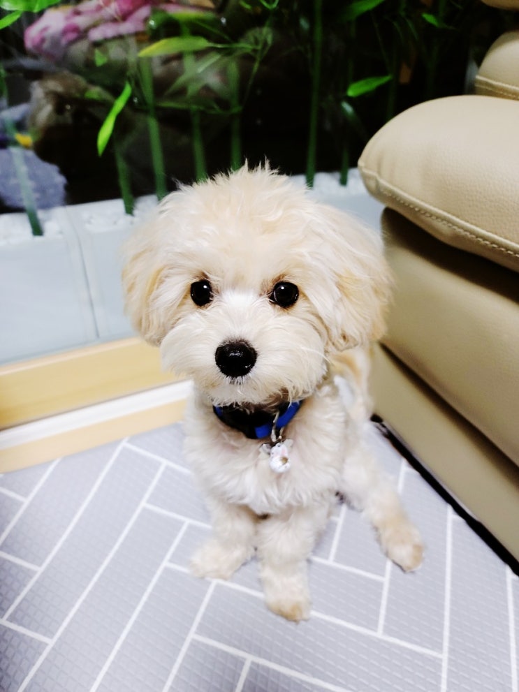  크림 말티푸 카이의 일상 (이제 곧 8개월~) 2021년 5월 8일생 2.7Kg 말티푸는 사랑입니다.