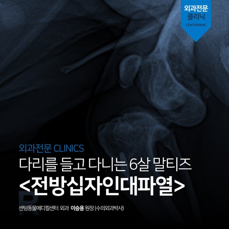  6살 말티즈 <전방십자인대파열> (센텀동물메디컬센터 수영점 강아지 슬개골 정형 클리닉)