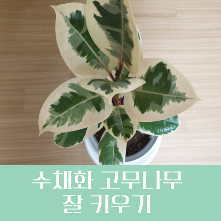  식물계의 서정 시인, 수채화 고무나무 잘 키우기