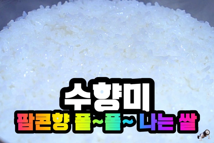  밥맛 나는 쌀 팝콘향 가득한 쌀 수향미