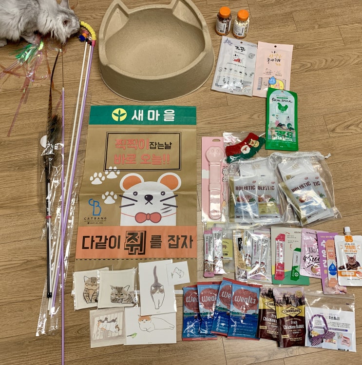  2021년 서울 학여울역 궁디팡팡 팻페스타, 반려묘 전시회 박람회 관람후기