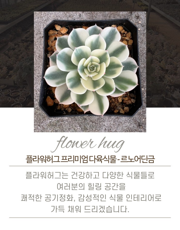  프리미엄 다육이 르노어딘금 묵은둥이