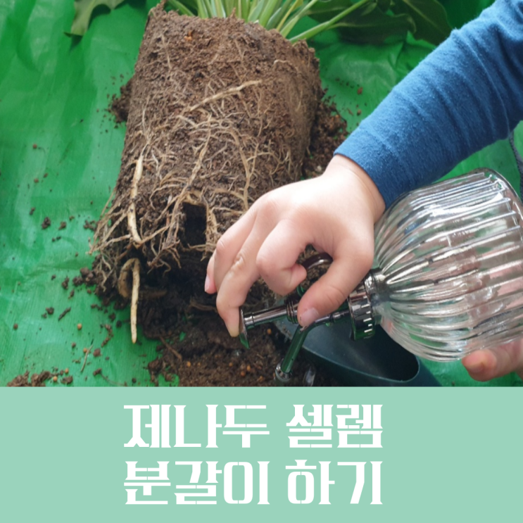  제나두 셀렘(필로덴드론 셀륨) 분갈이하기