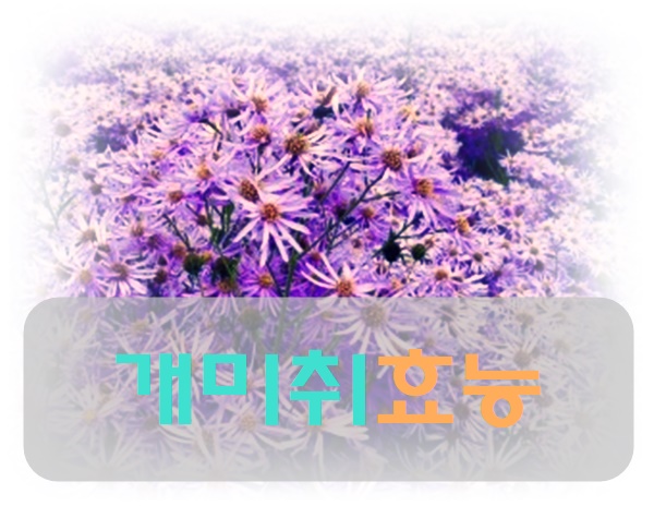  개미취 효능 부작용 알고 먹어요
