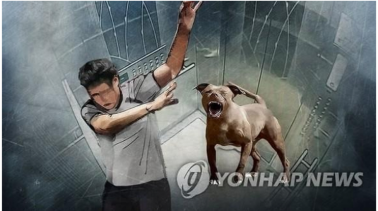 잇단 '개 물림' 사고 DB손보·서울시 팔 걷어붙였다 잇단 '개 물림' 사고 DB손보·서울시 팔 걷어붙였다