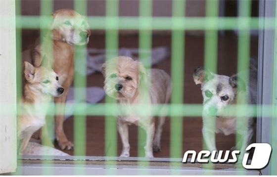 안 드는게 낫다는 ‘펫보험’… 유기견 입양하면 공짜라고? 안 드는게 낫다는 ‘펫보험’… 유기견 입양하면 공짜라고?