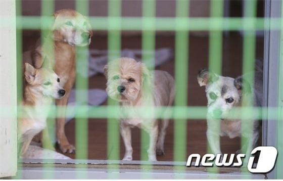 안 드는게 낫다는 ‘펫보험’… 유기견 입양하면 공짜라고?