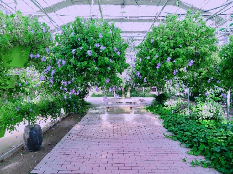  [아산천안 아이와 가볼만한곳]아산세계꽃식물원