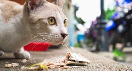 고양이 참치캔, 고양이는 참치를 먹을 수 있을까?