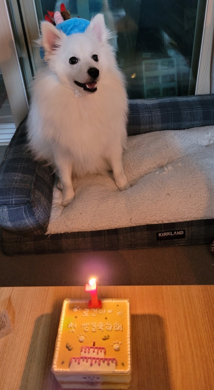 21.12.02 우리집강아지 로건이 첫생일을 맞이했어요:) #강아지케이크추천 #댕쏘스윗