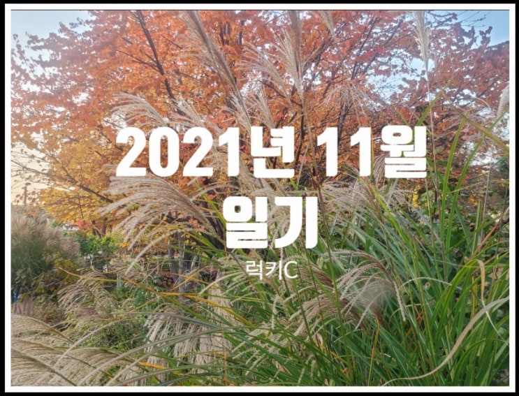  도란도란 일상이야기 - 2021년 11월 일기