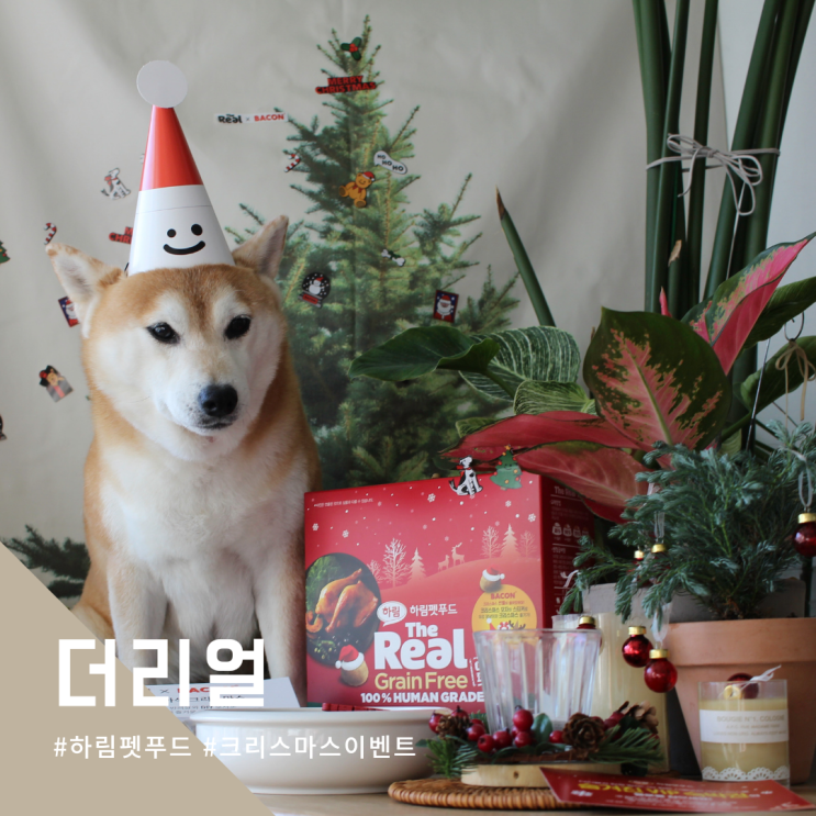  귀여운 멍산타 하림펫푸드 더리얼 크리스마스에디션 강아지사료