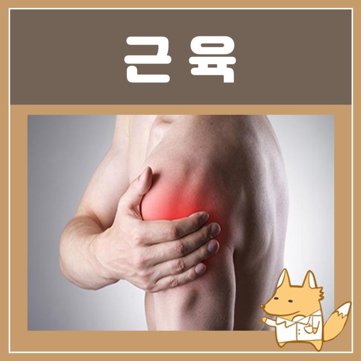  근육병, 근육 염증 찢어짐 : 팔 어깨 근육 파열 통증, 근육이 놀랐을때