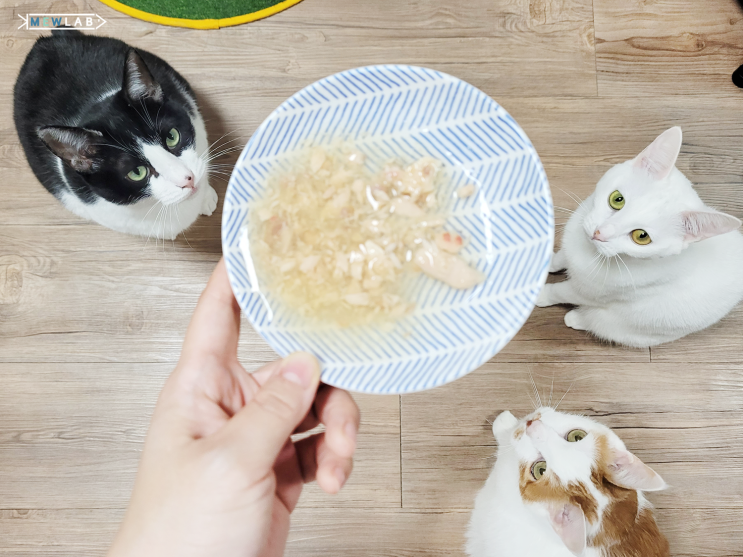 [ 카디날코리아 ] 티키캣 브로스 연어 고양이 습식간식 추천
