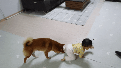  11개월 아기 나무와 강아지랑 친해지기