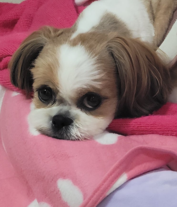  강아지 구토하는 이유와 공복토 예방하는 법