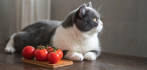 고양이는 토마토를 먹을 수 있을까?