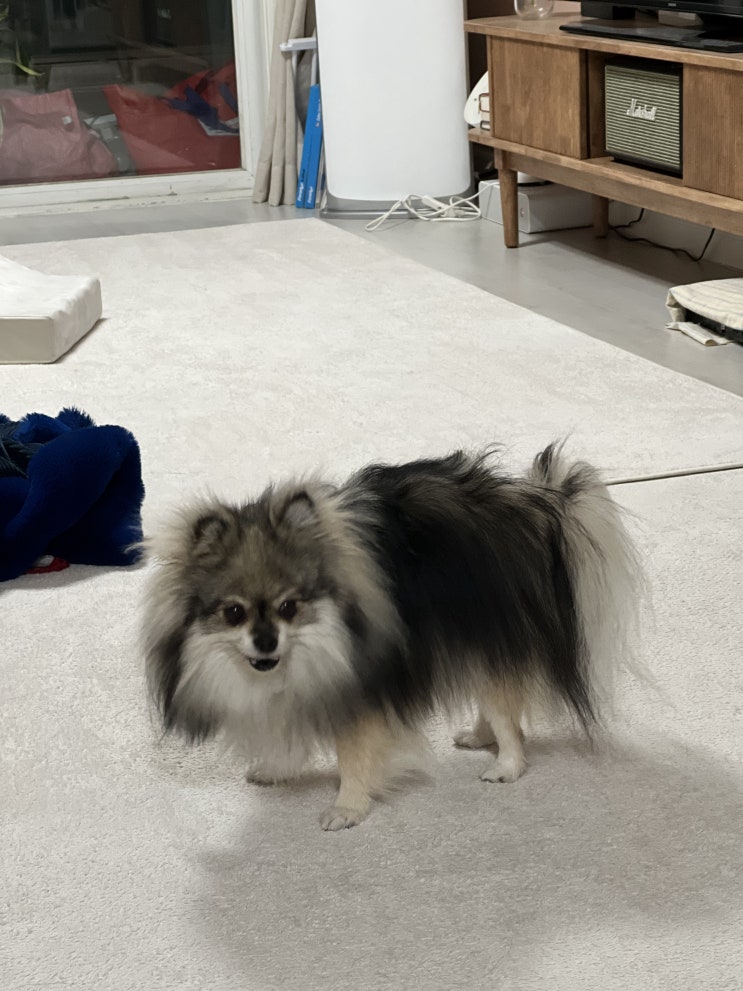  별 것 없는 꾸꾸의 일상