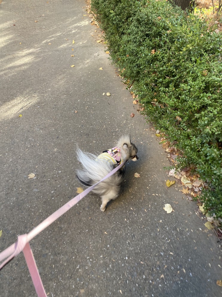  꾸꾸의 산책이야기