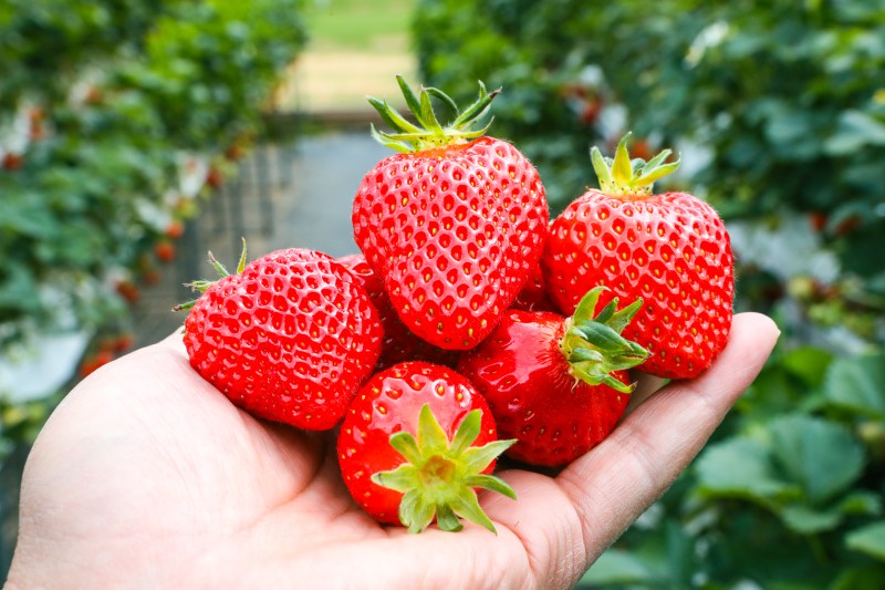 양평 딸기농장 딸기따기체험이 시작되었어요! : 네이버 블로그