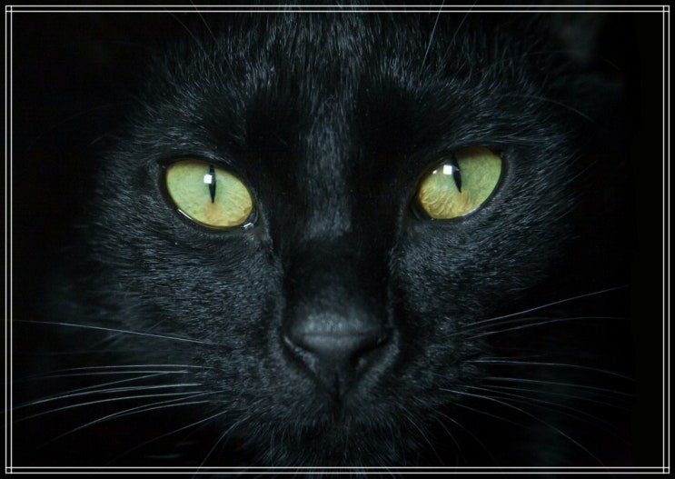 검은고양이 꿈해몽 의미들
