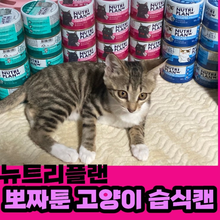 뉴트리플랜 고양이 습식캔 추천 대용량 캔 뽀짜툰 으로 아깽이 먹방