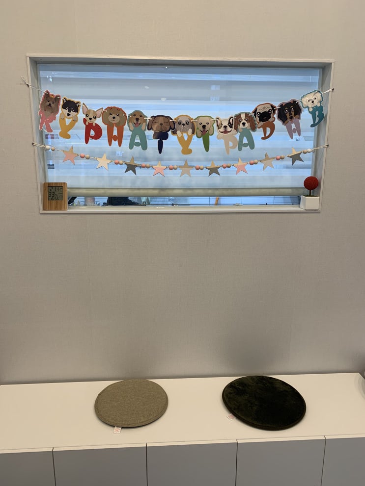  대전애견미용 도마동 강아지미용실 넘 귀염뽀짝해 !