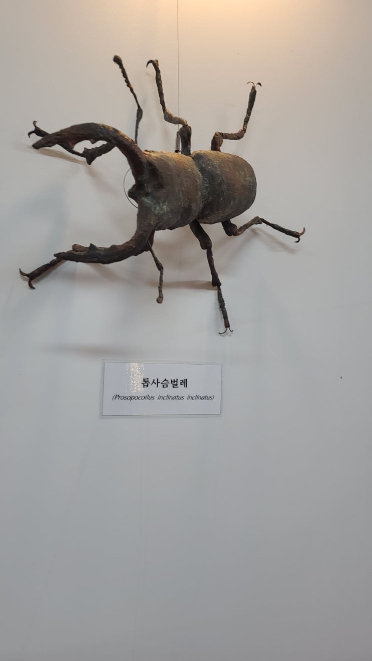  대전곤충생태관 곤충표본 조형물 특별기획전다녀왔어요!!곤충로봇까지!!!꿀잼