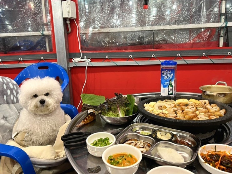  [대구 앞산 애견동반식당] 막창도 맛있고, 분위기도 좋은 '깡이네막창'