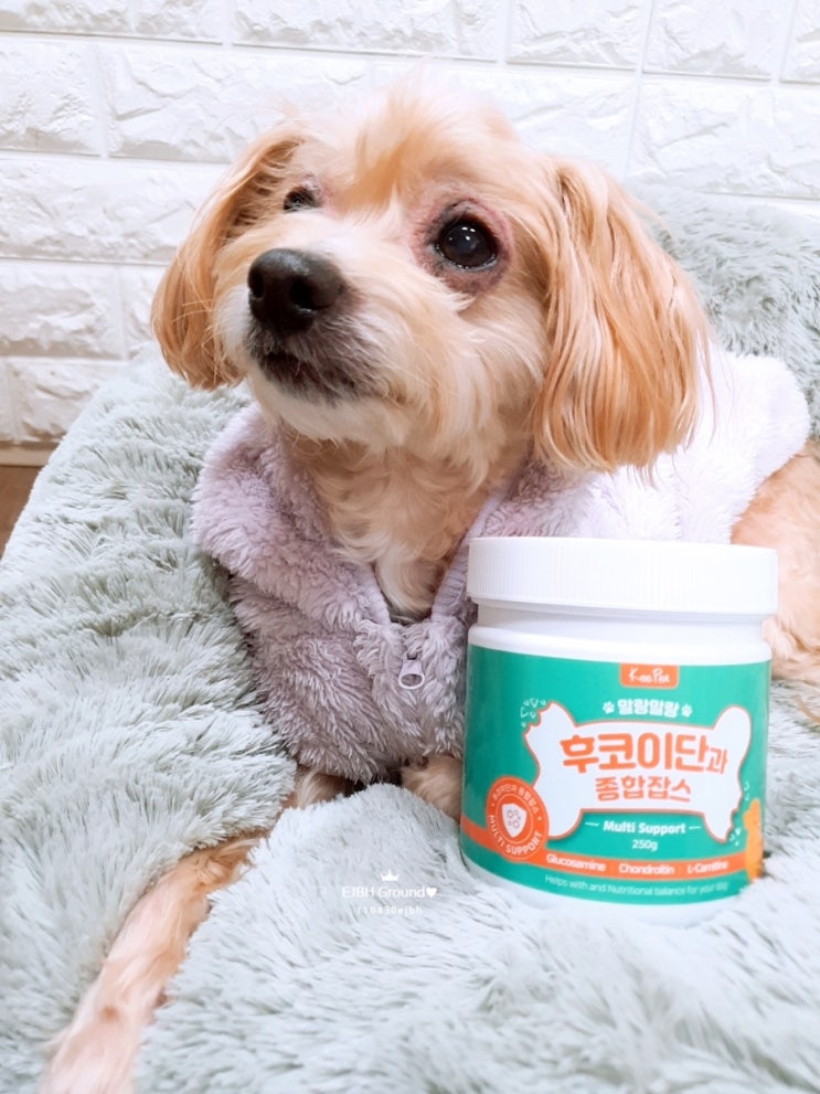  강아지 종합영양제 후코이단과 종합잡스