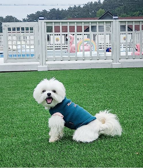  강아지와 함께할 수 있는 반려견 애견 동반 펜션 숙소 추천