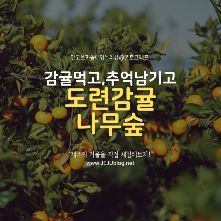  제주겨울여행 도련감귤나무숲! 감귤따기체험 하면서 맘껏 먹고, 감귤밭에서 인생샷도 찍고~
