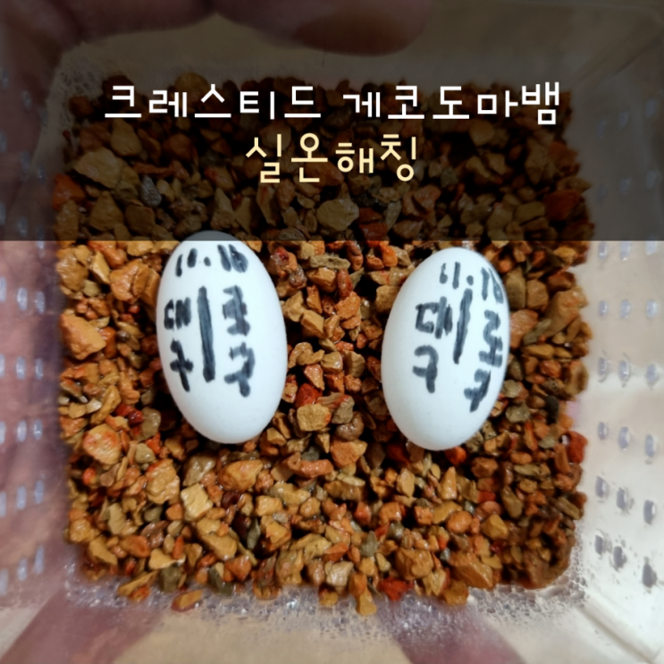  크레스티드게코 실온해칭 진행중