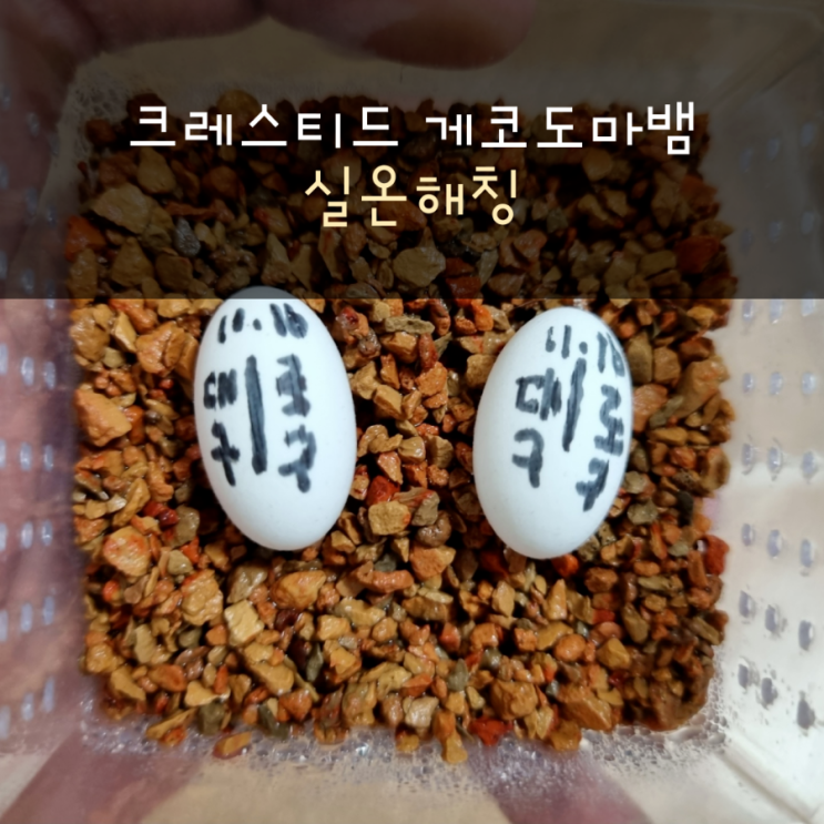 크레스티드게코 실온해칭 진행중