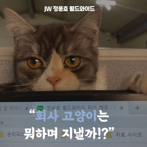  고양이 키우기 깨발랄 회사 고양이는 뭐하며 지낼까!?