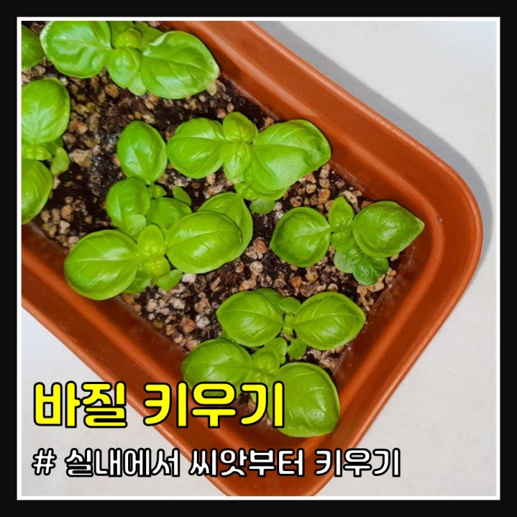 바질 실내에서 키우기 가능할까?