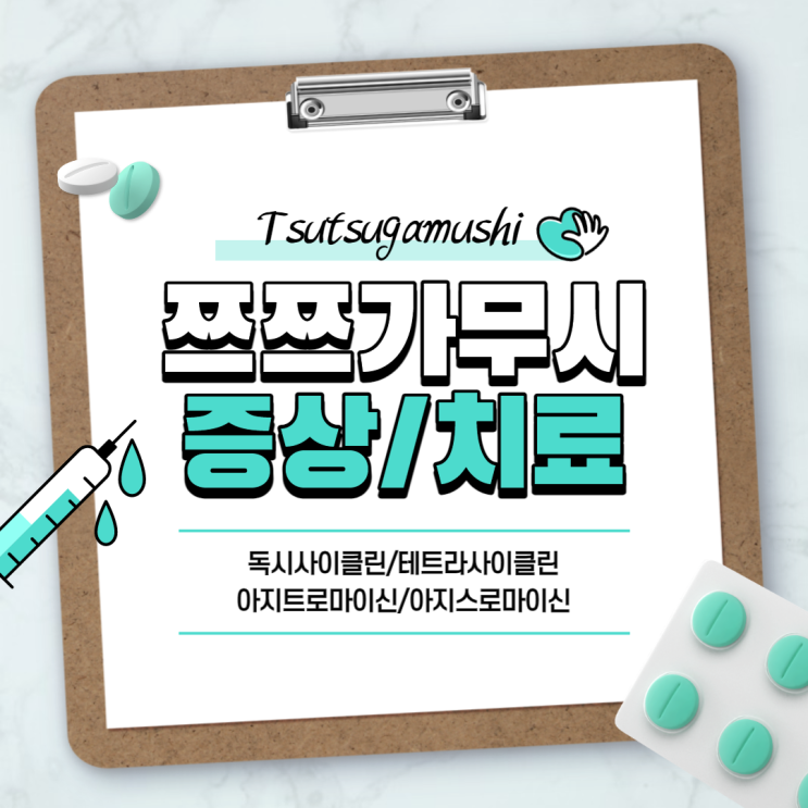  쯔쯔가무시 증상과 치료 【#독시사이클린 #테트라사이클린 #아지트로마이신 #아지스로마이신 #쯔쯔가무시병】