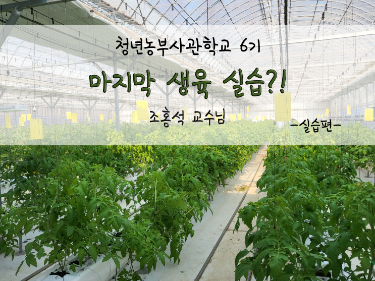  마지막 생육실습?!(우리 토마토들은 어디로???)_211207