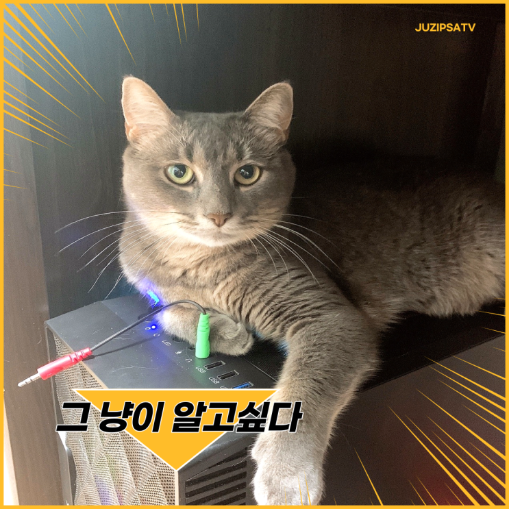  고양이 화장실이 돼버린 우리 집 화단과 길고양이 겨울나기