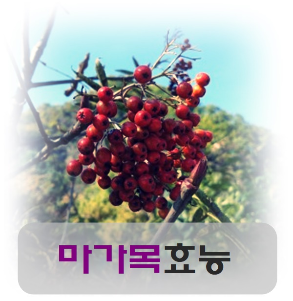  마가목 효능 알고 먹어요