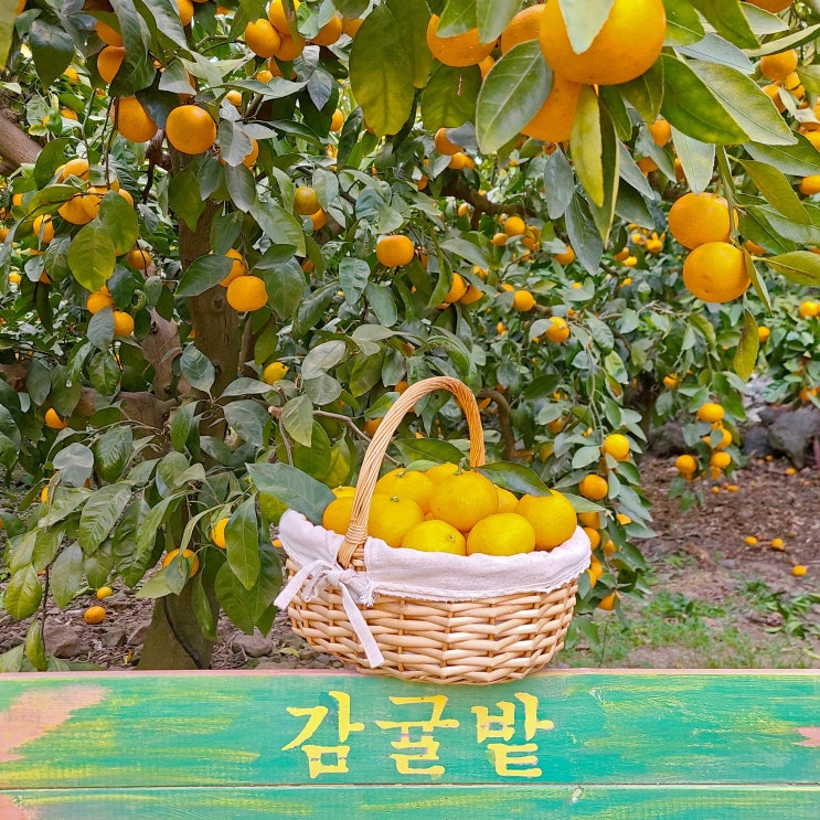  애월카페_너와의첫여행_귤따기체험 사진찍으러가는카페