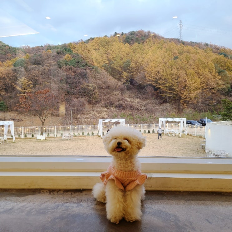  서울근교, 경기도 애견카페 추천 :: 실내, 애견운동장 모두 만족스러운 동두천 애견동반카페 '멜팅'