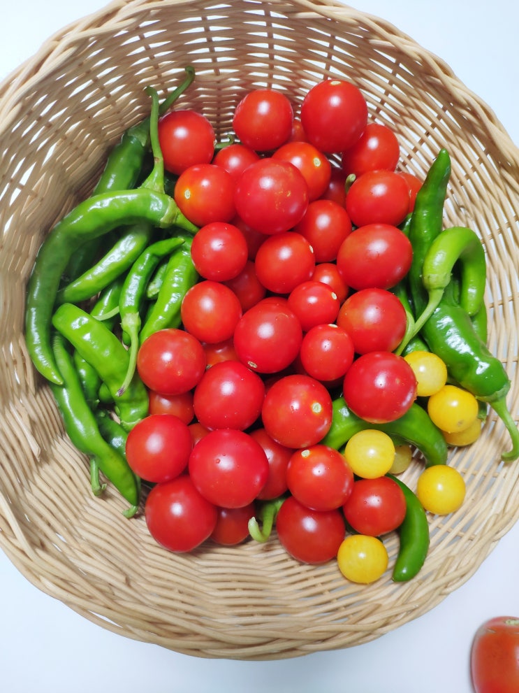  토마토&고추, 파프리카 파종부터 수확까지(3)