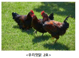 2022년 ‘우리맛닭’ 씨닭 분양, 지금 신청하세요_농촌진흥청 2022년 ‘우리맛닭’ 씨닭 분양, 지금 신청하세요_농촌진흥청
