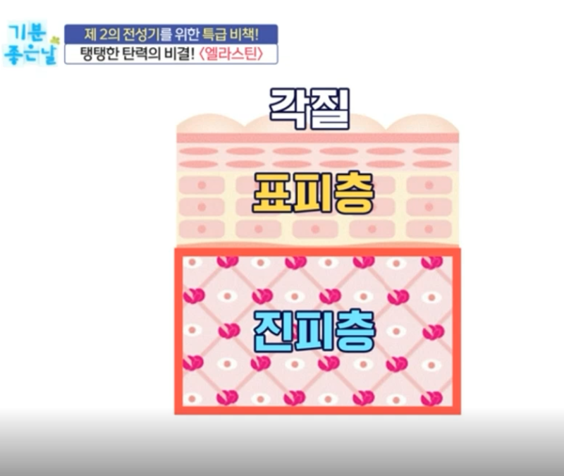 식용 엘라스틴 저분자량 탄력 콜라겐 고르는 방법 알아보기! 2
