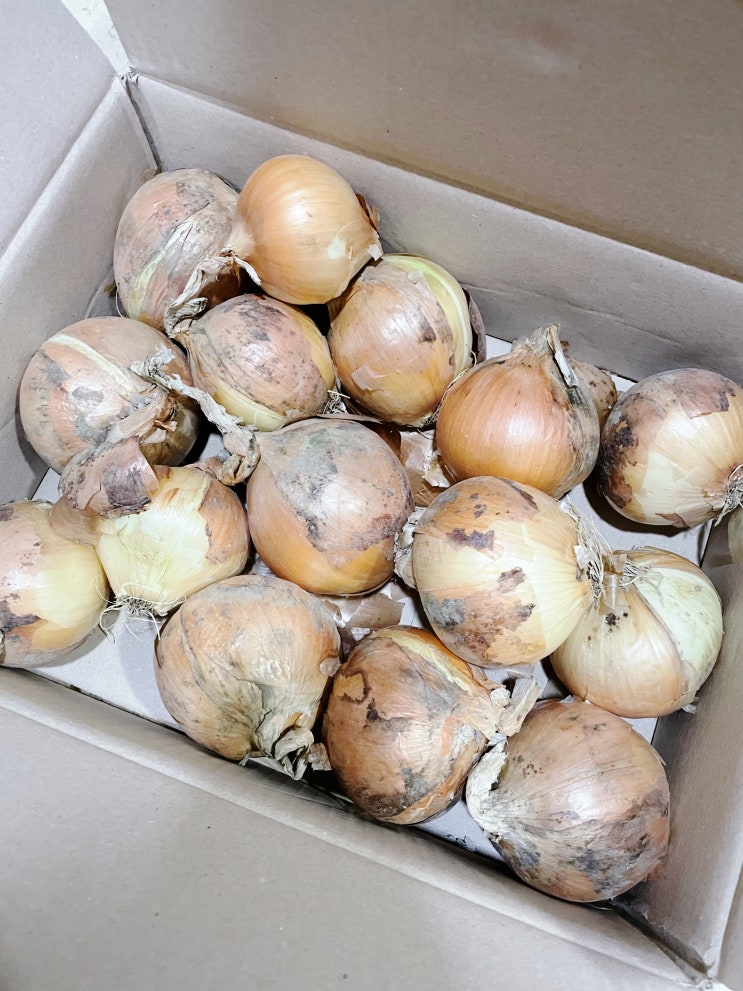  단단하고 맛있는 행복팩토리 국산 창녕 햇양파 추천, 양파계란덮밥 오늘저녁 해결!