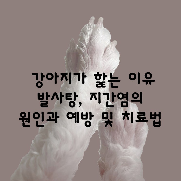  강아지가 발 핥는 이유 발사탕 지간염 원인과 예방 및 치료법